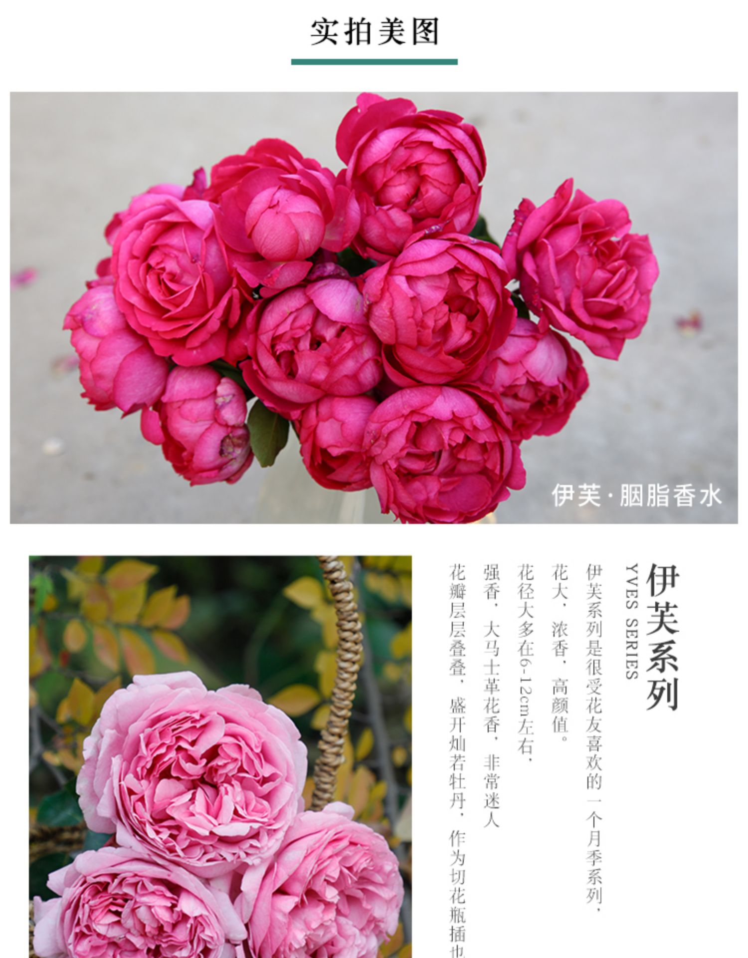 天狼月季 伊芙系列小苗 伊芙四号贵族香水等品种大花浓香盆栽花卉
