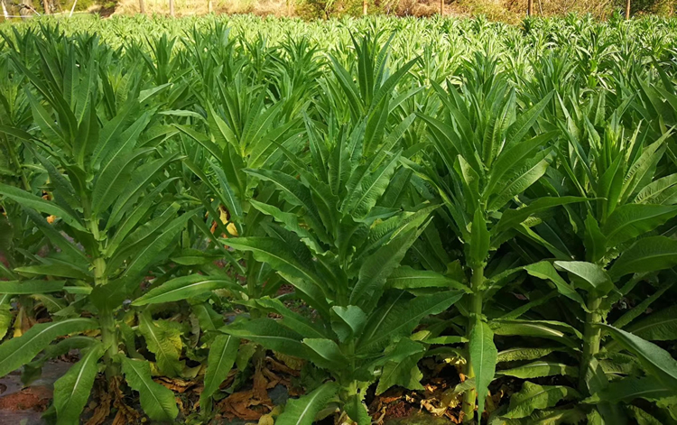 个人店其他品牌艺术家具 500g 特级无叶贡菜干新鲜苔干苔菜农家土特产