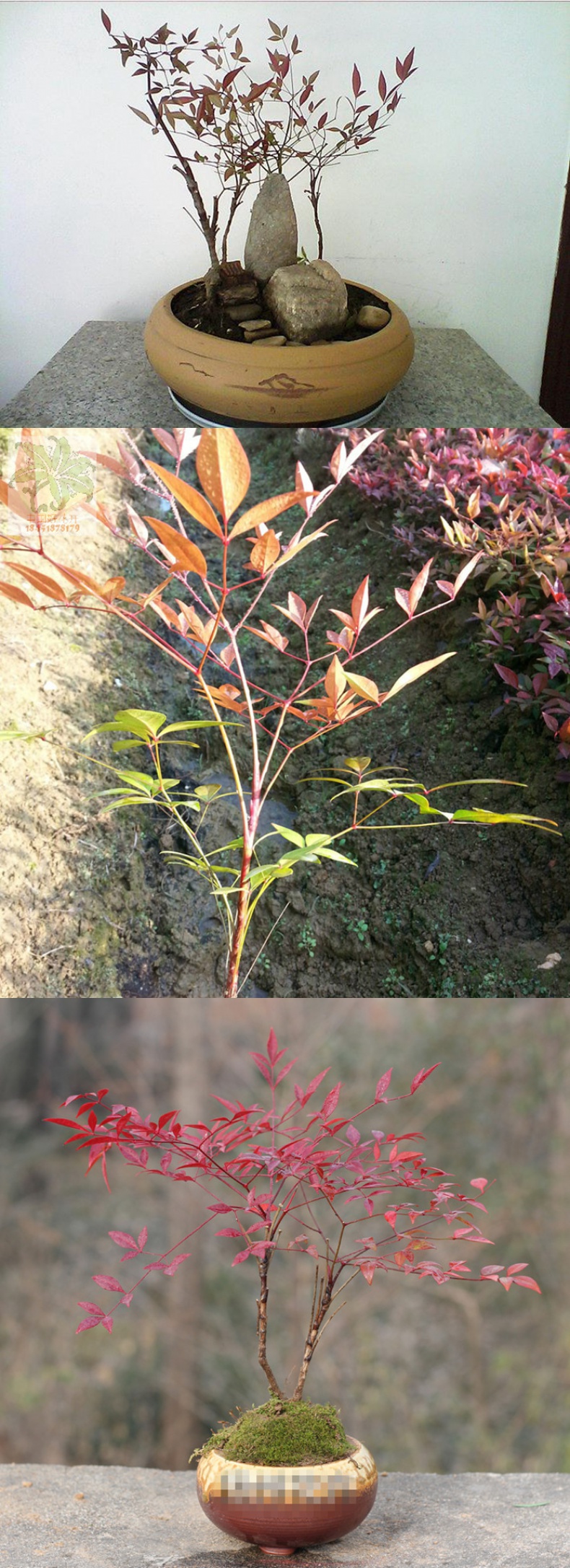 庭院观赏植物红叶植物南天竹苗南天竺盆景盆栽竹子红天竹苗