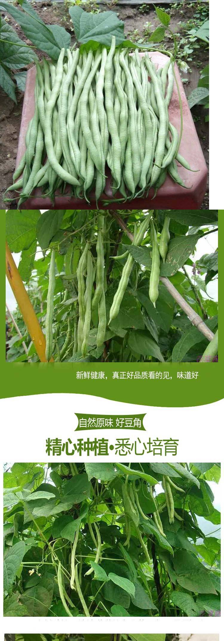 超级新品【48小时发货】秒 9斤 现摘新鲜云南无筋豆豆角芸豆四季豆应