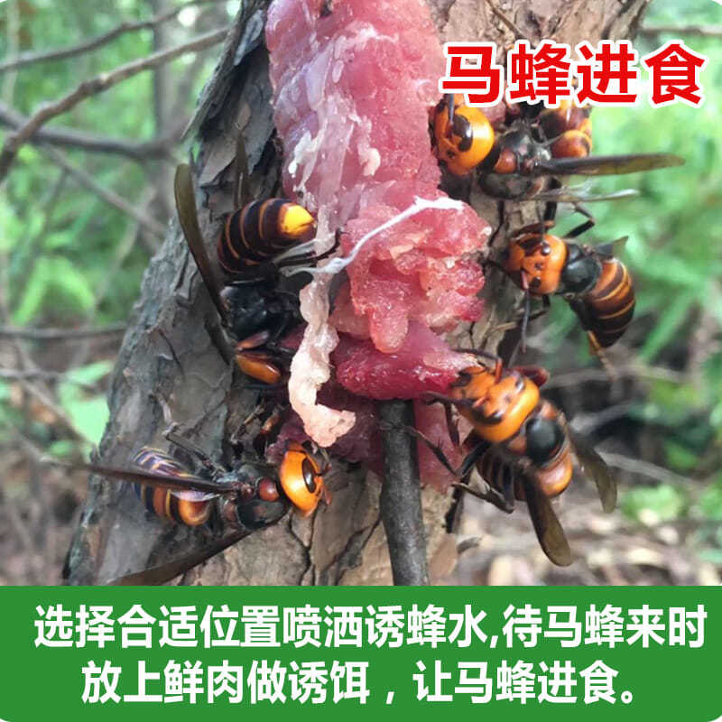 马蜂诱蜂水金环胡蜂诱蜂水诱红娘金环蜂招蜂 诱蜂水 100克马蜂服 白色