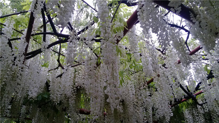 新采紫藤种子紫藤豆藤花子紫金藤子朱藤招豆藤紫藤林木种子