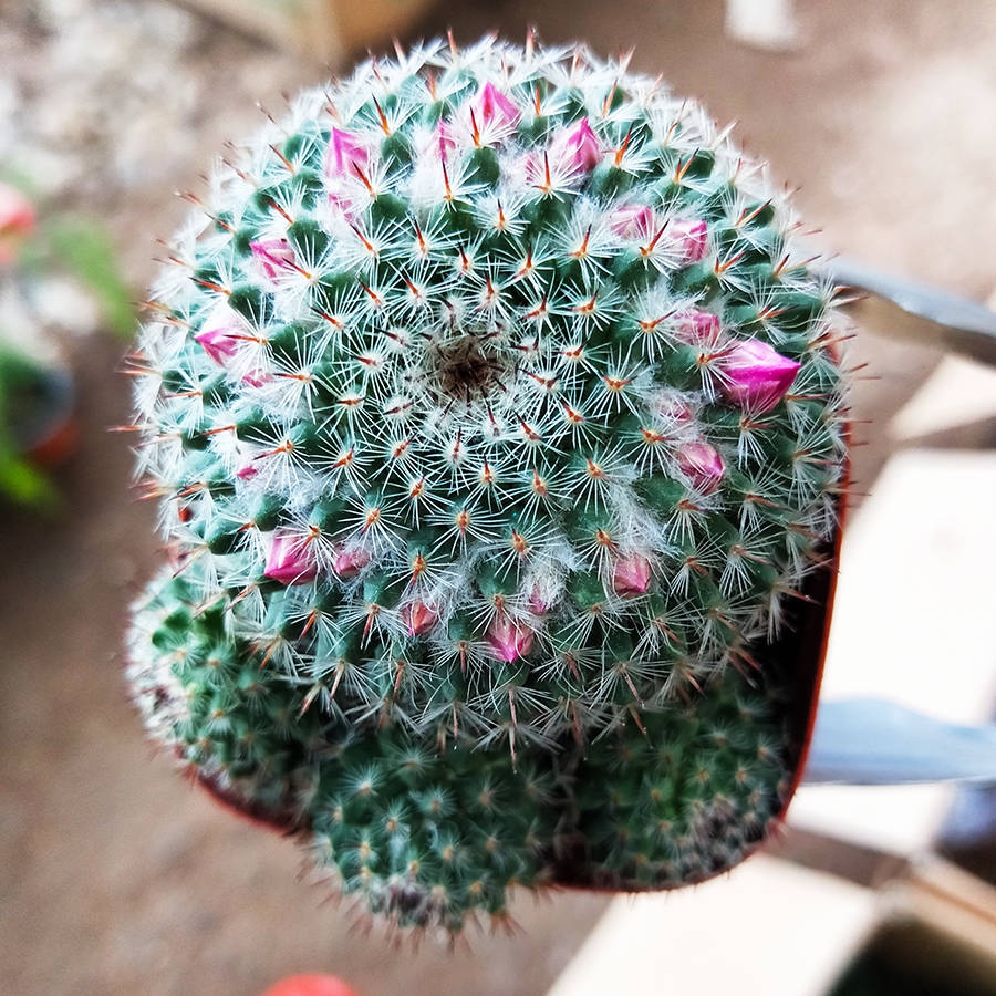 玉翁开花仙人球盆栽多肉植物花盆陶瓷吸收甲醛室内植物绿色礼