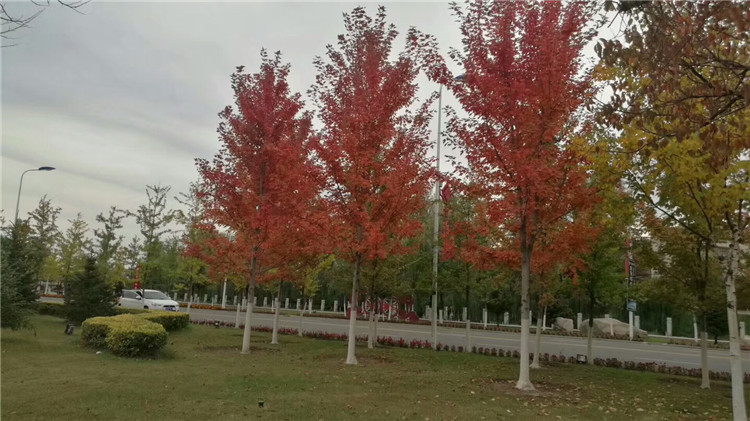 北园湖美国红枫树苗红点秋火焰红枫树苗庭院植物行道树绿化苗木盆栽地