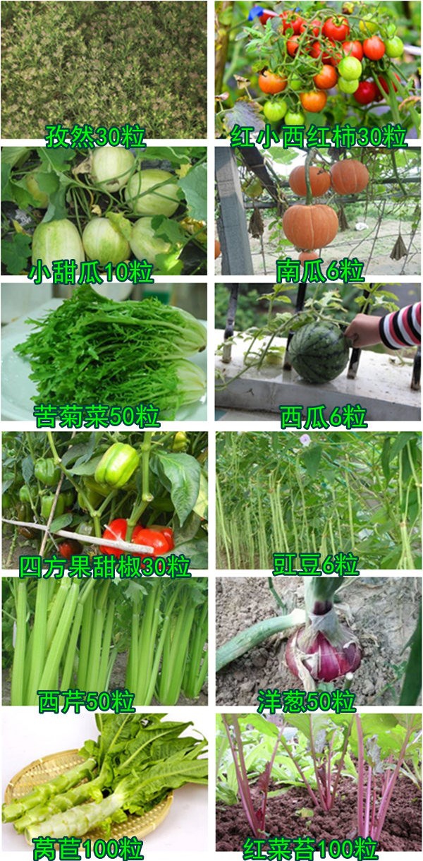 超级新品 蔬菜种子组合套餐小包装阳台盆栽非转基因四季易种夏季菜籽