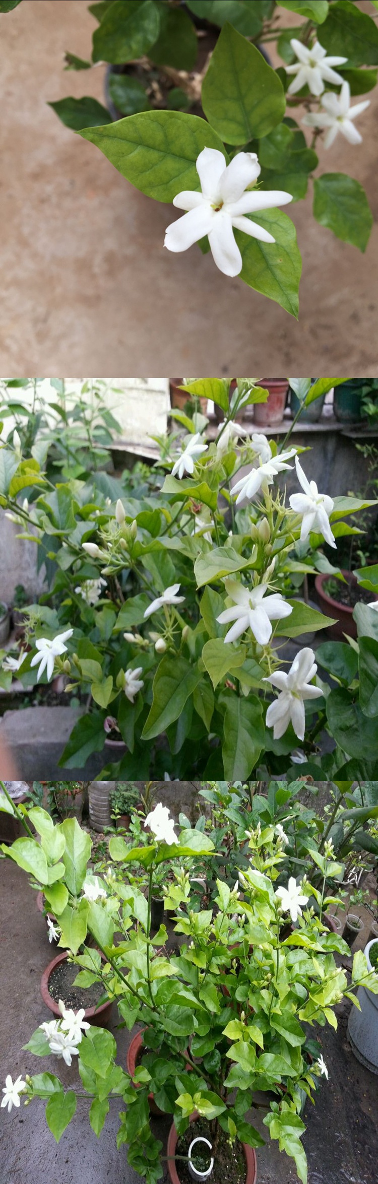 单瓣茉莉花盆栽笔尖茉莉香茉莉花苗室内室外有氧花卉绿植物