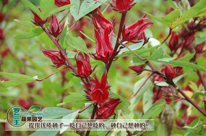 子喧洛神花种子食神花红桃k种子玫瑰茄阳台花卉玫瑰花种子蔬菜籽