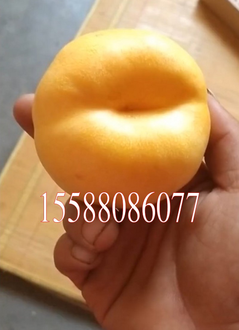 伟祺园艺嫁接桃树苗金蟠桃树苗金霞油蟠盆栽地栽南北方种植当年结果