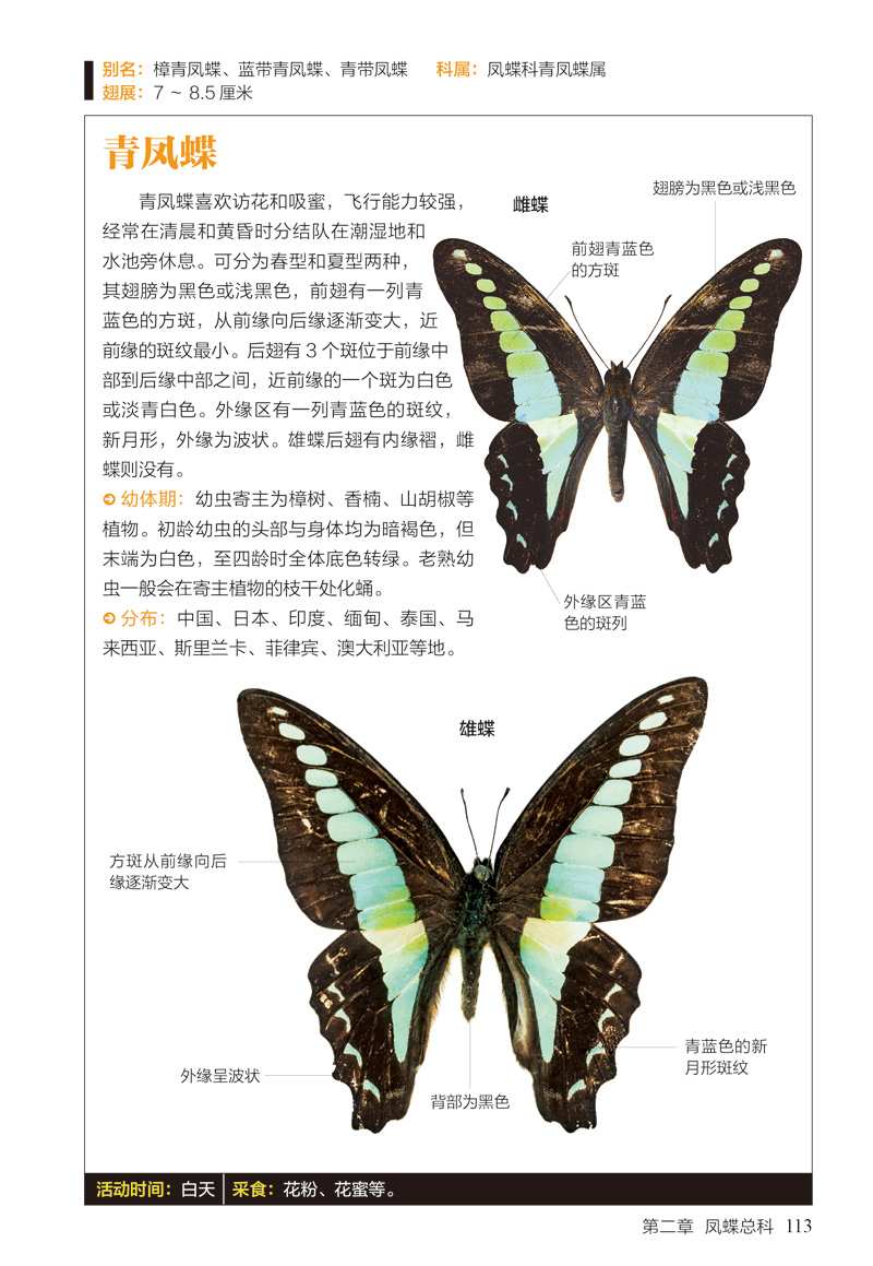 超级新品 蝴蝶图鉴(158种蝴蝶与60种蛾类的特征)/图鉴珍藏丛书 书籍