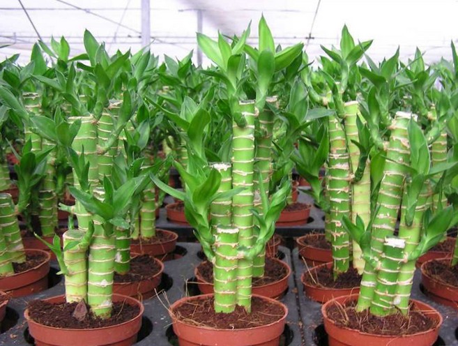 富贵竹荷花竹观音竹阳台水培绿植物花卉卧室内办公桌面小盆栽 3棵一组