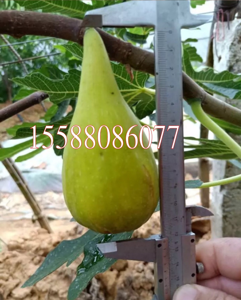 种云南斯特拉无花果树苗盆栽地栽斯特拉无花果苗南北方种植