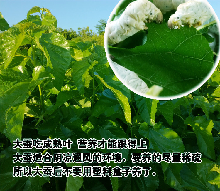 艺嘉赫户外水具565564543674 新鲜桑叶蚕宝宝饲料鲜嫩小蚕大蚕桑叶