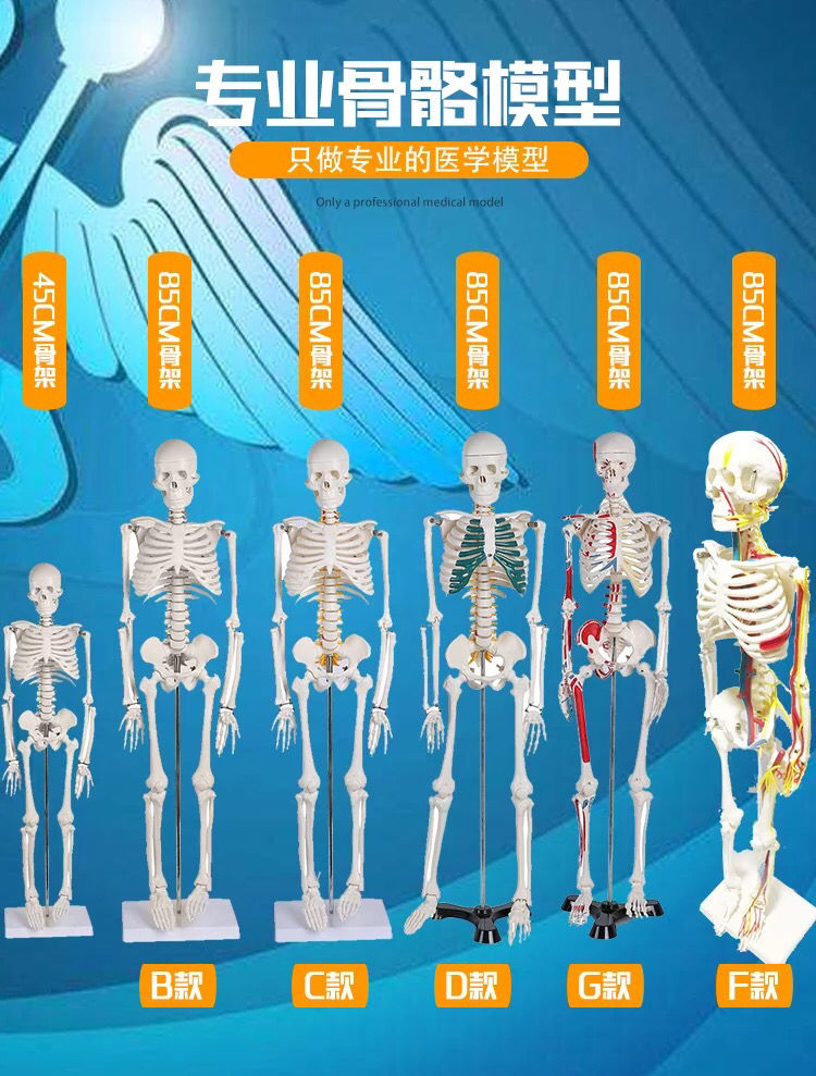 人体骨骼模型骨架小白全身真人仿真医学带肌肉可拆卸骷髅脊柱美术