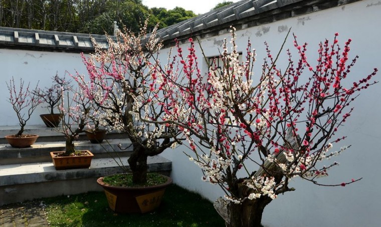 封后室内庭院植物花卉盆景树桩红梅花嫁接苗腊梅花盆栽树苗乌梅绿梅苗