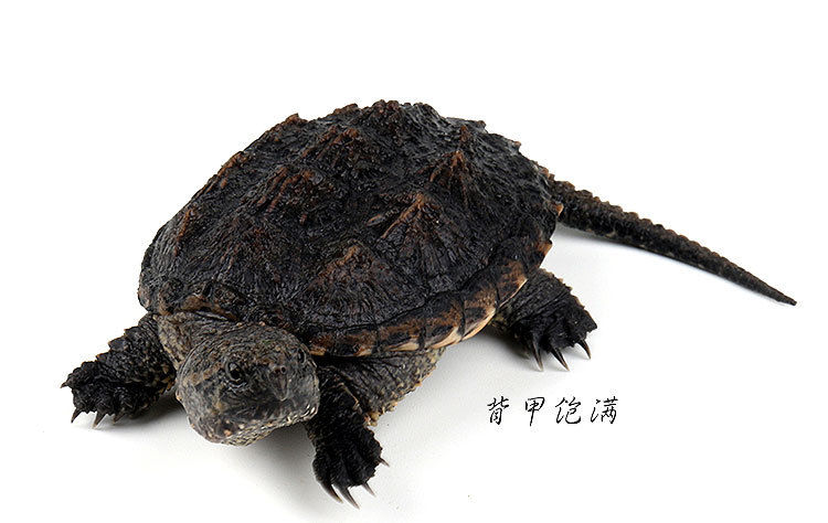 鳄龟北美小鳄龟杂佛鳄龟宠物龟龟苗观赏龟水族活体小宠观赏乌龟 两只