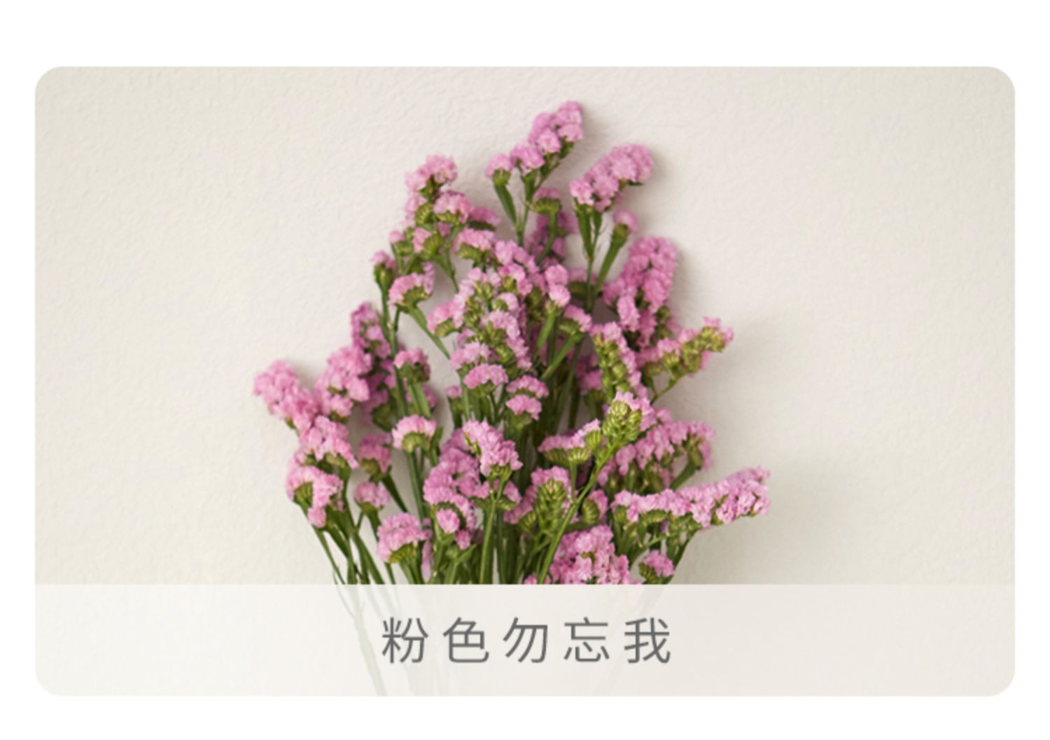云南勿忘我真花风干鲜花插花客厅装饰摆件超大束干花节日礼物 fenghou