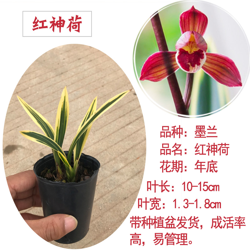 欣丽邦(xinlibang) 兰花 红神荷 兰花苗 墨边线艺荷瓣 盆栽室内花卉