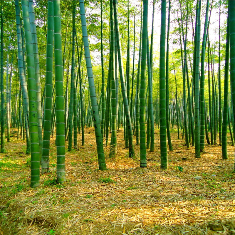 主播背景布墙纸装饰背景布快手拍视频外景新款竹林背景布6172米宽2米