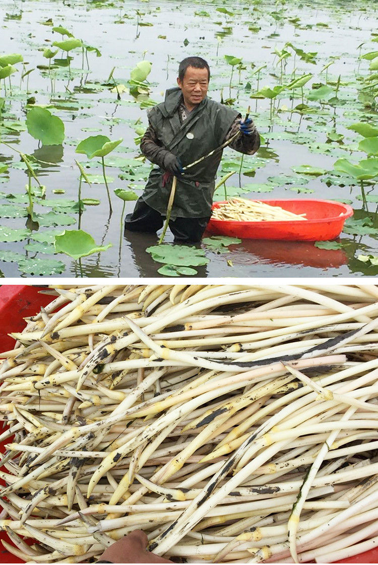 湖北特产新鲜爽口藕带藕尖藕稍子藕肠子新鲜蔬菜当天现摘2斤装湖北