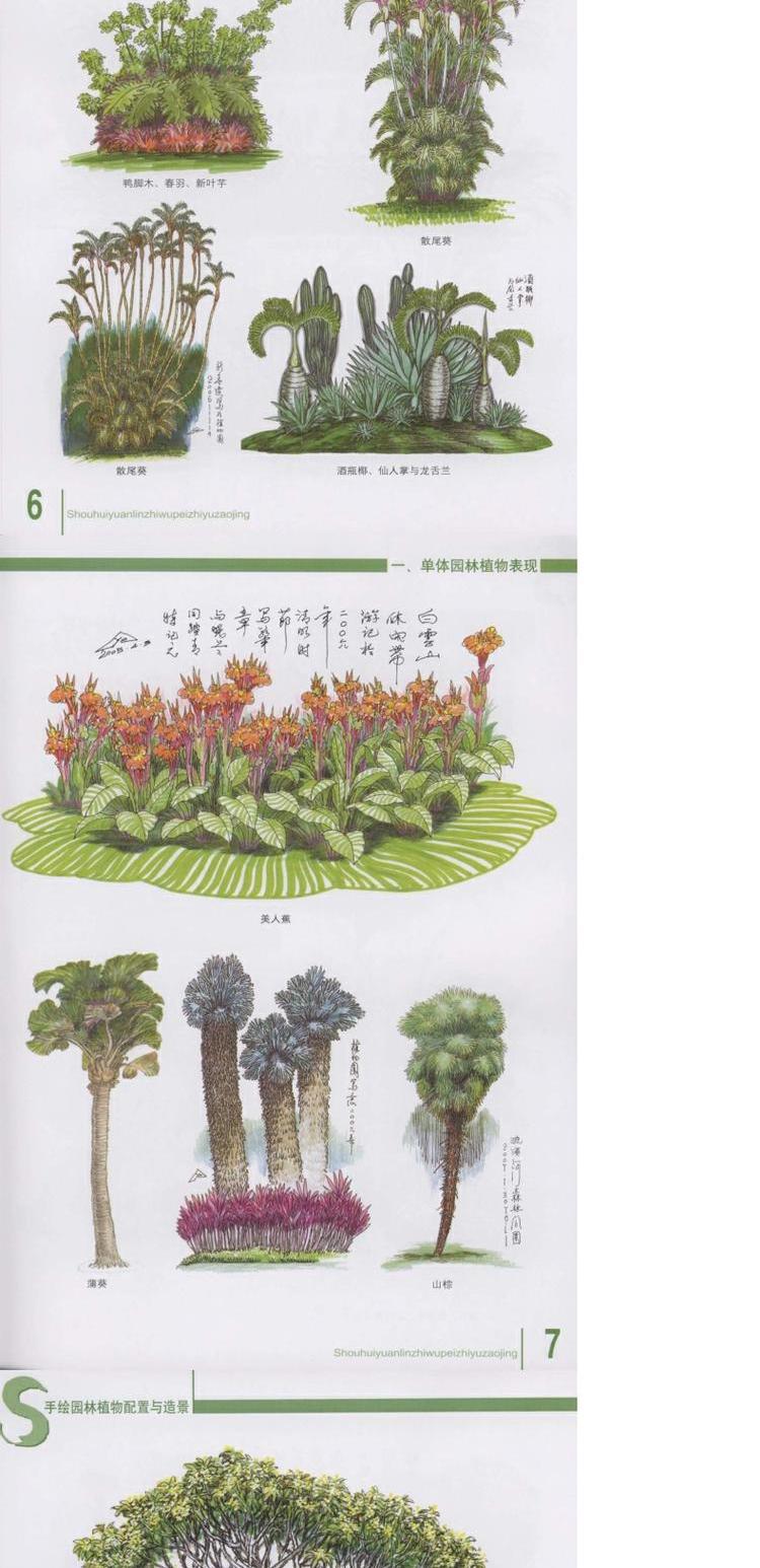 手绘园林植物配置与造景 5209 农业部十一五本科教材 单体园林植物