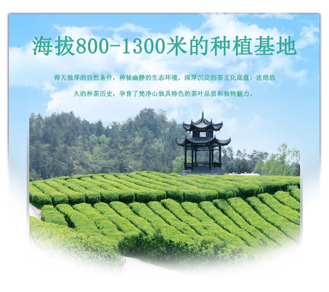 【2020春茶】净团茶叶梵净山绿茶一级(翠峰)礼盒126g 126g