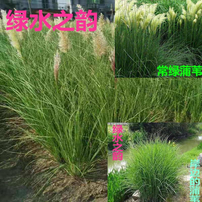 常绿蒲苇矮蒲苇绿化彩叶常绿植物庭院花卉盆景