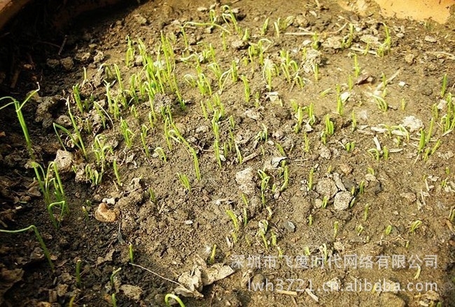 我要发芽蔬菜种子四季香葱四季可种小香葱耐寒耐热120粒/包_rbial0