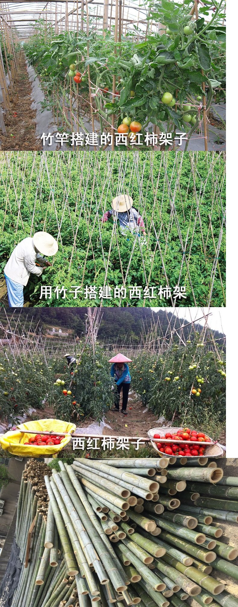 苏宁严选菜架批发菜园搭架瓜果蔬菜爬藤架竹杆新鲜青竹彩旗杆装修跳舞