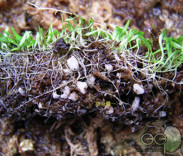 禾叶狸藻食虫植物盆栽小白兔蓝挖耳草水养水培花水生花卉