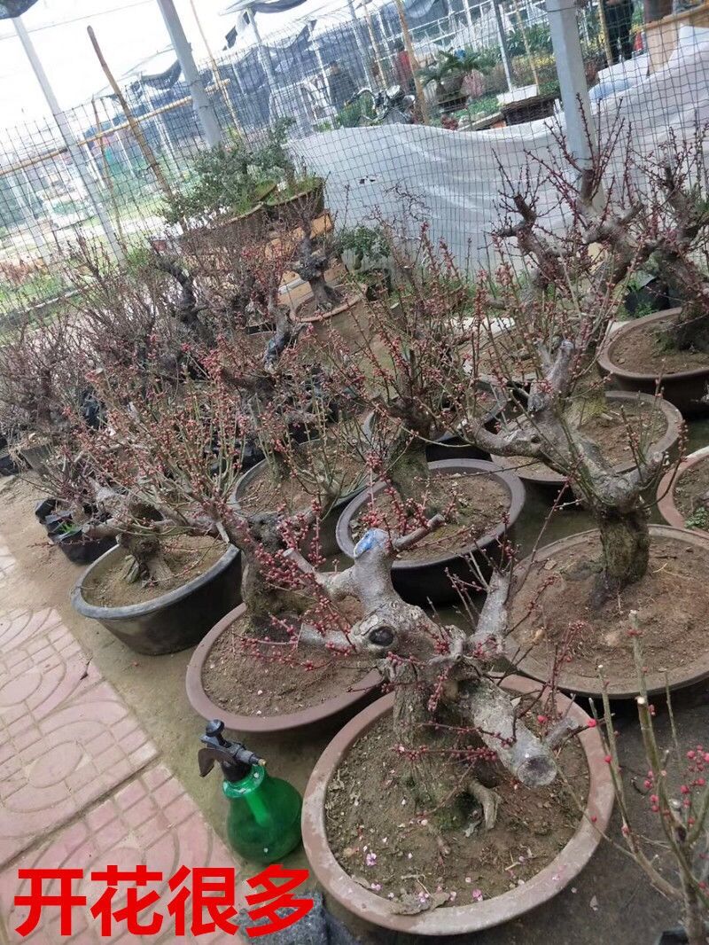 封后梅花盆栽红梅盆景腊梅树苗乌梅室内外庭院花卉绿植8年朱砂梅当年
