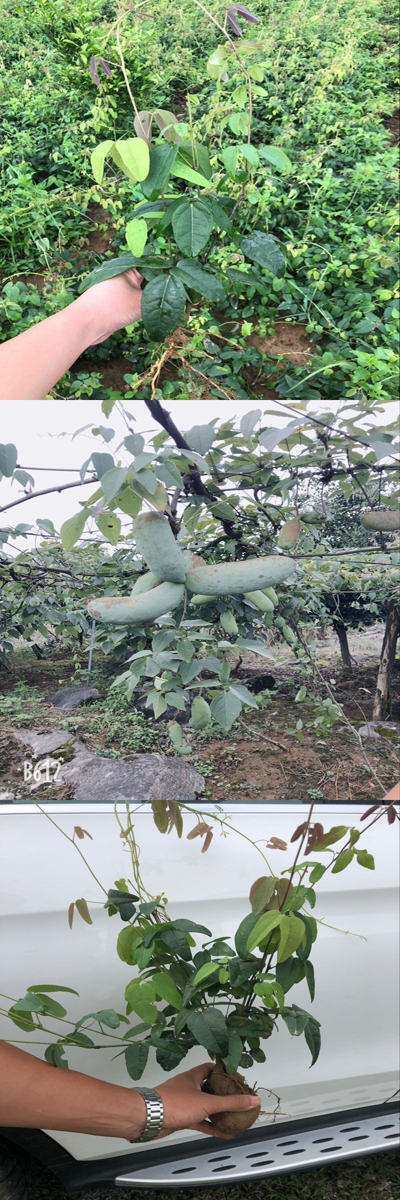 八月瓜种子盆栽地栽紫色八月炸香蜜瓜果苗香蜜果种子紫色八月果