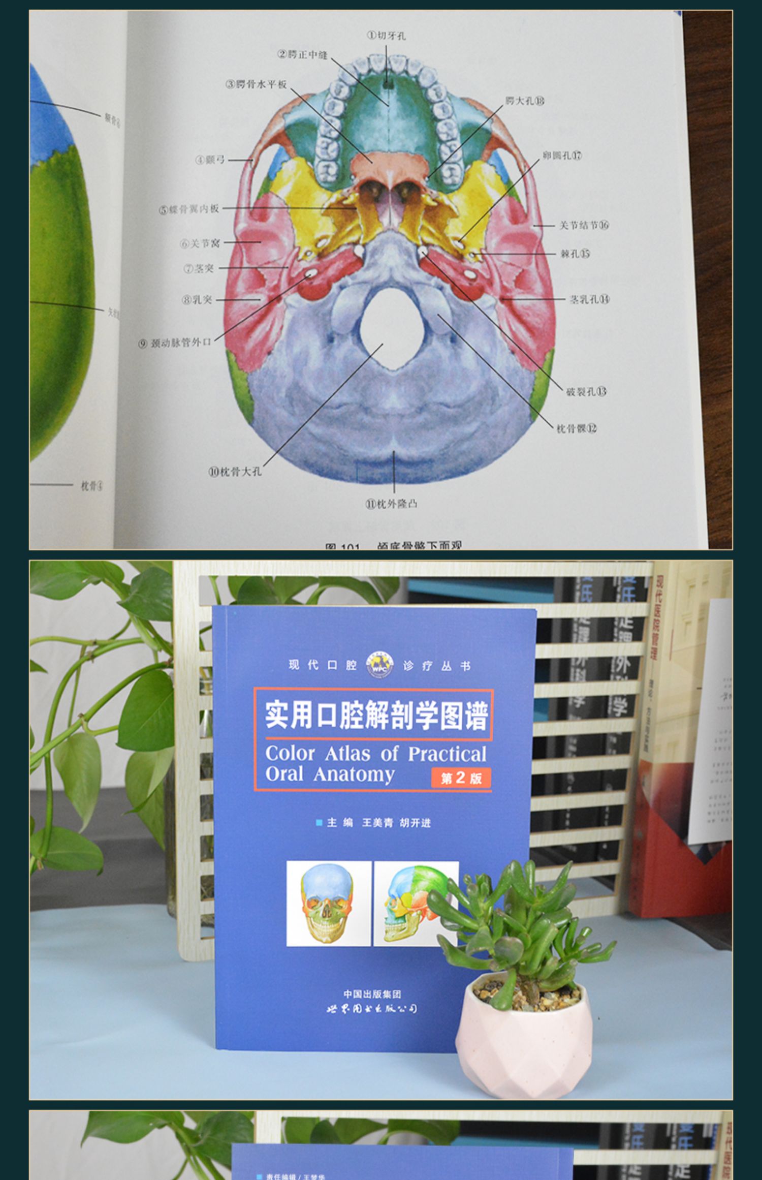 【诺森文化】正货 实用口腔解剖学图谱 第2版第二版 王美青 胡开进
