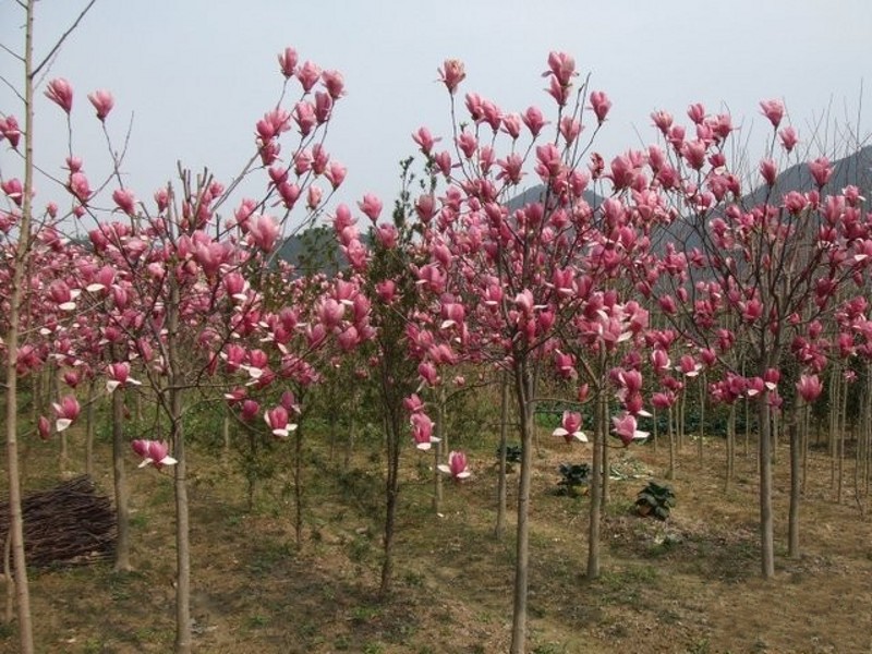 紫玉兰树苗娇红一号玉兰苗嫁接玉兰花苗红玉兰白玉兰地栽绿化苗木