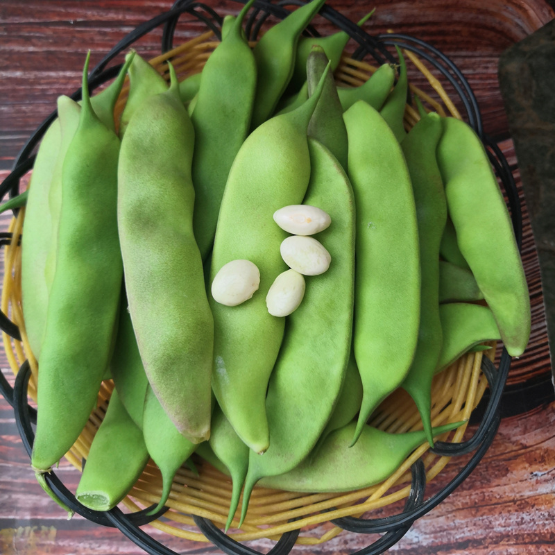 东北油豆角农家新鲜蔬菜特产九月青开锅烂面油豆角现摘现发51斤