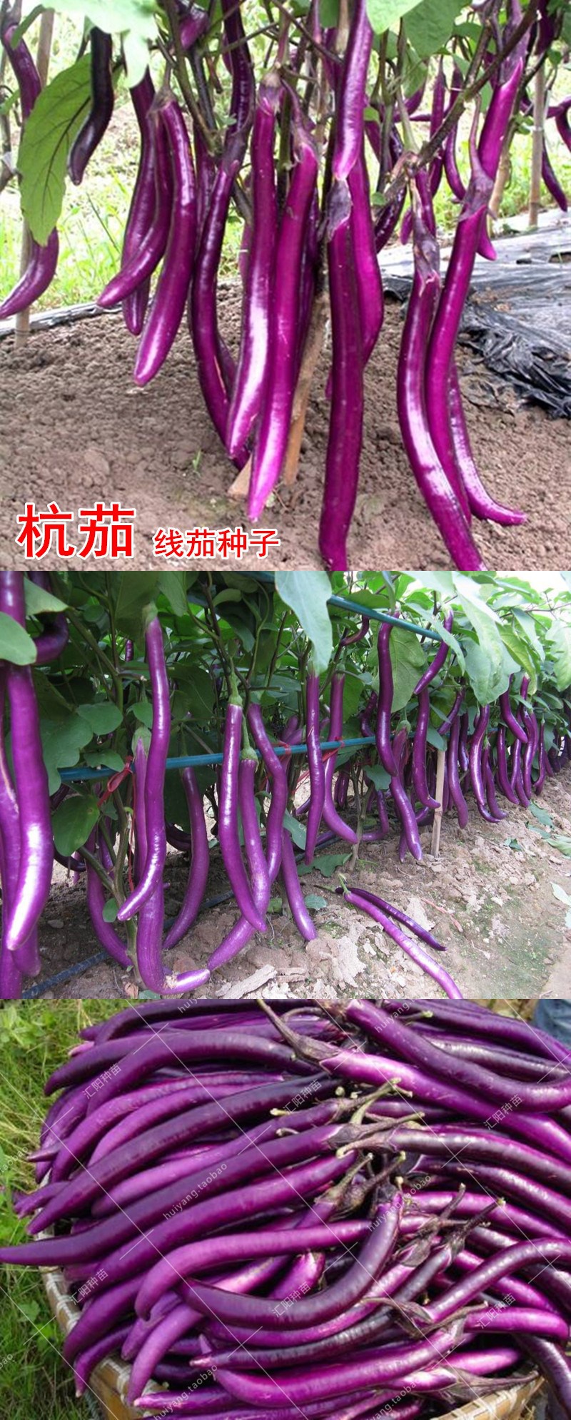 线茄子种子杭茄一号紫红长茄子六号四季播高产抗病蔬菜籽味佳