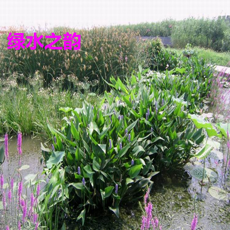 水生植物水生花卉海寿花梭鱼草多年生挺水或湿生草本植物