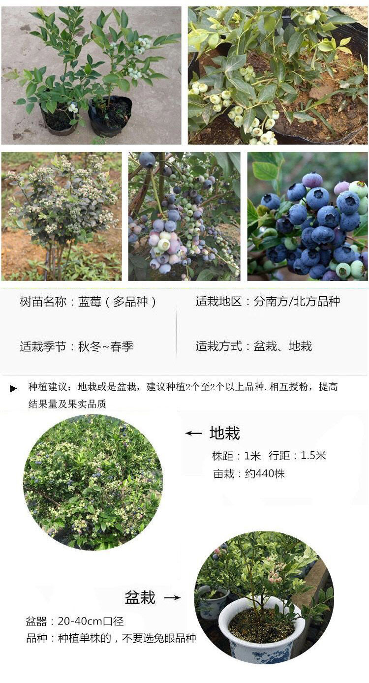 蓝莓树苗果树苗盆栽地栽南方北方四季种植庭院阳台当年结果包成活