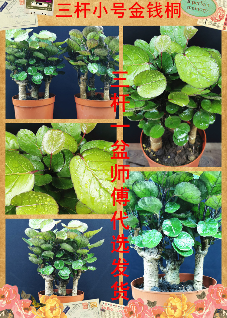 古达金钱兜圆叶福禄桐盆栽阳台客厅金钱桐树桩盆景四季常青花卉 中款