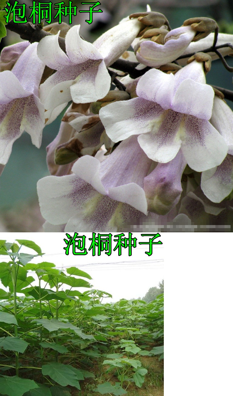 优友泡桐种子 白花泡桐 大果泡桐 空桐木 水桐 桐木树 紫花树毛