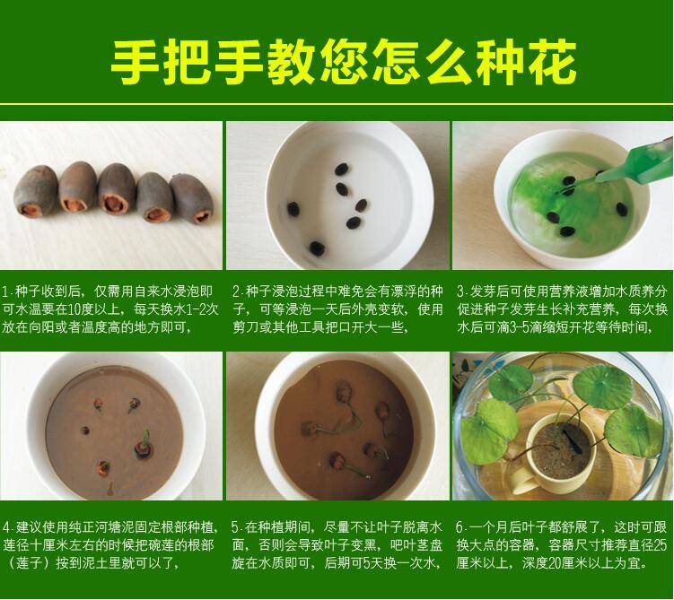 四季播种50粒碗莲种子已开口水培植物睡莲荷花种子盆栽绿植花卉混装50