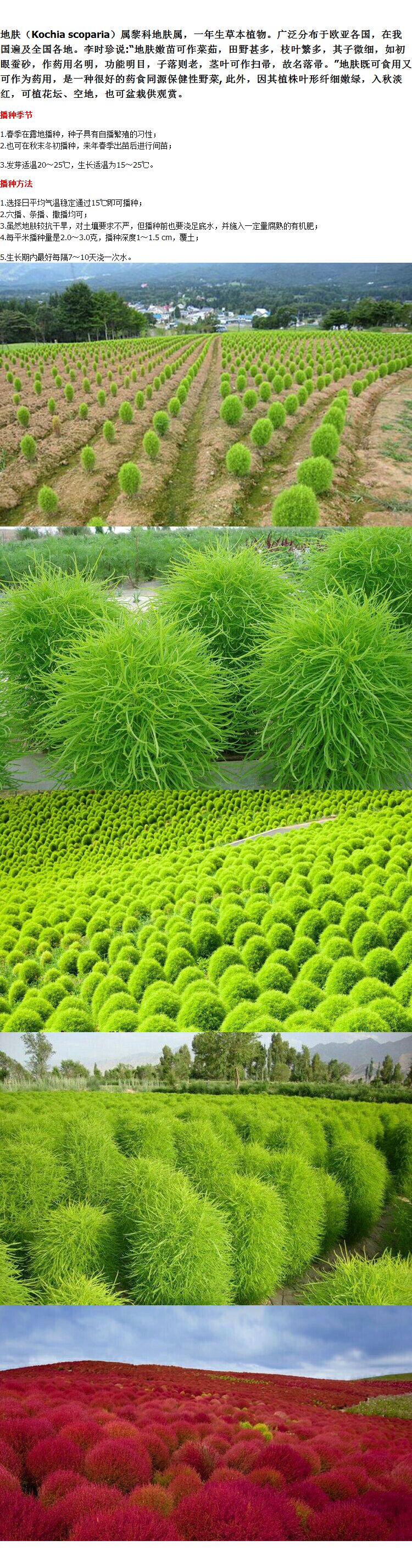 地肤种子红地肤绿地肤种子扫帚苗孔雀松材观赏花卉花