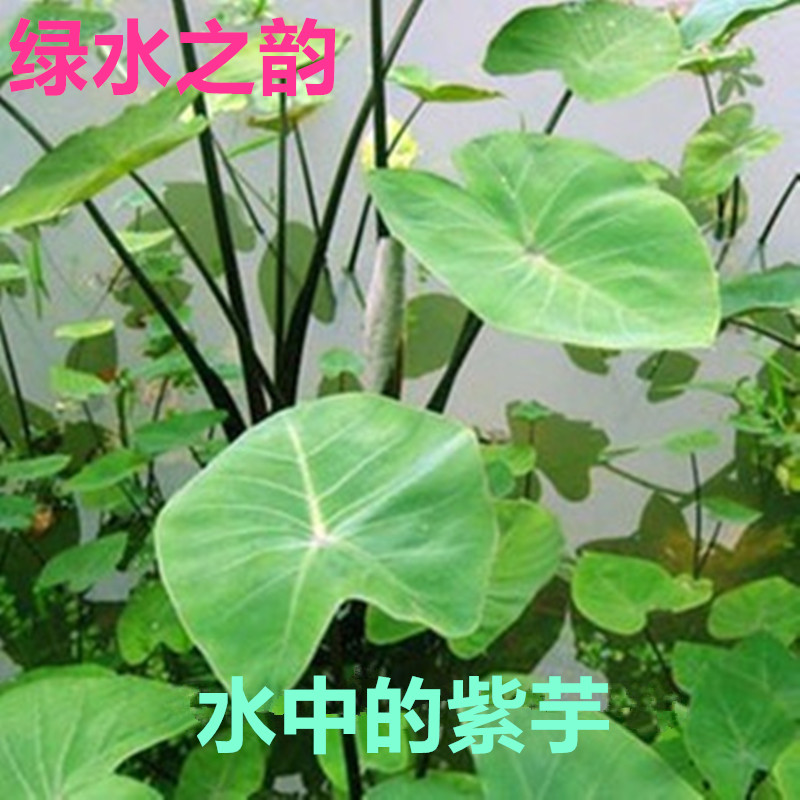 挺水植物紫芋水生植物水芋苗污水处理植物根系发达净化水质绿梗芋