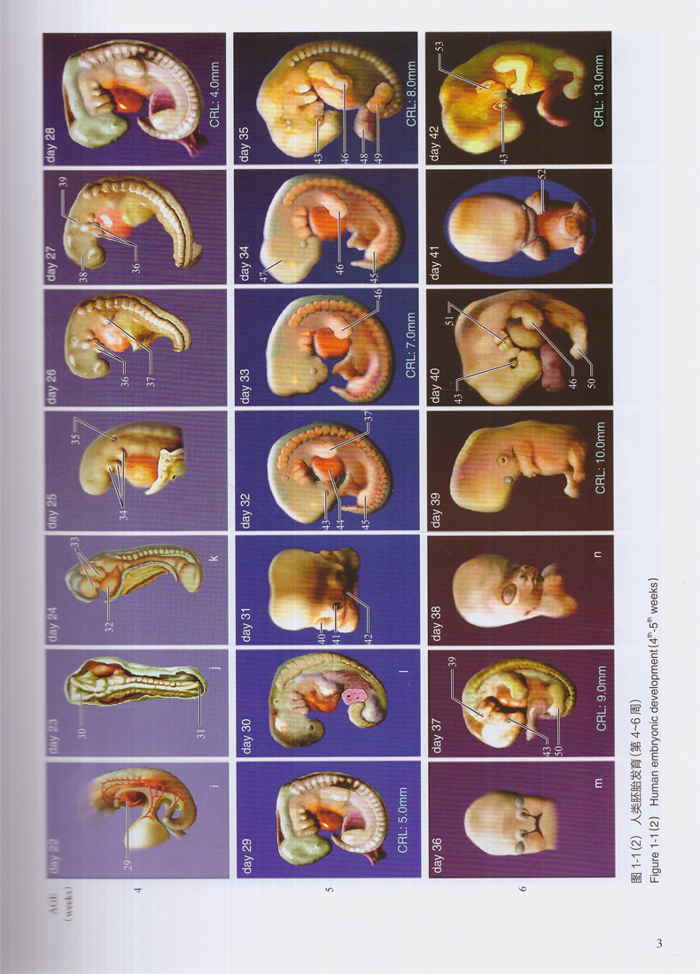 人类胚胎学图谱 刘慧雯主编 人民卫生出版社9787117238304