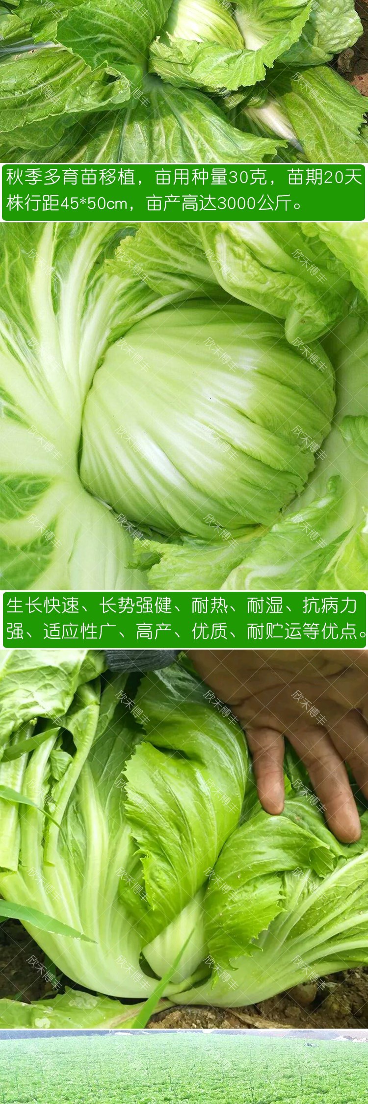 包心芥菜种籽大肉卷心芥菜种子水咸菜盖菜包四季播春秋季蔬菜种孑