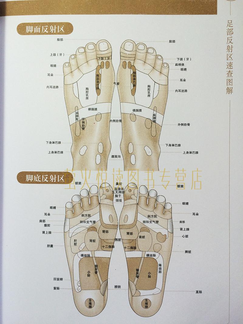 图解手足对症按摩 健康大学堂 自我按摩 足疗 手疗 中医养生书籍足部