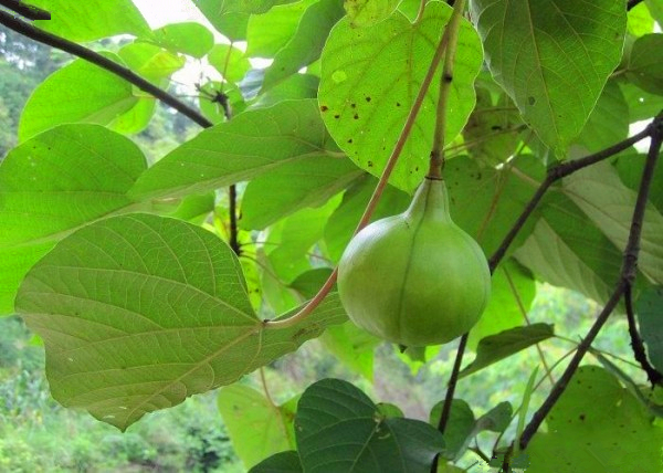 子暄园艺用品 子喧 麻疯树种子 膏桐臭 油桐种子