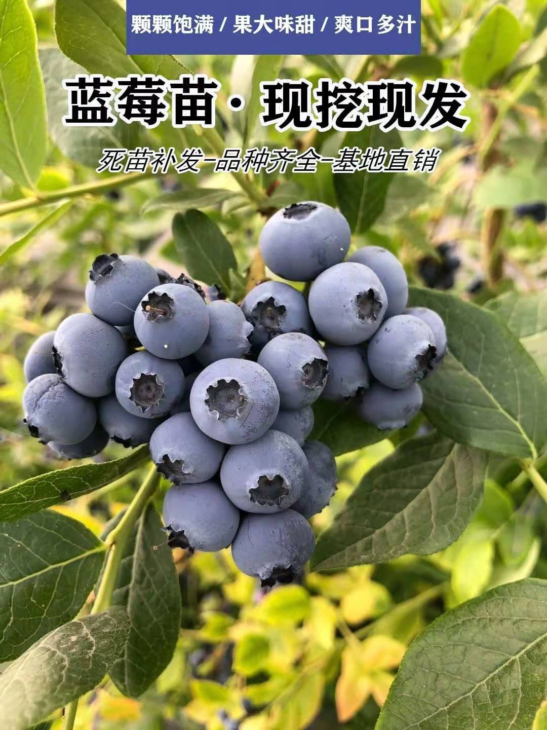 《蓝莓树果苗盆栽地栽四季水果树当年结果南方北方种植带土蓝莓树苗