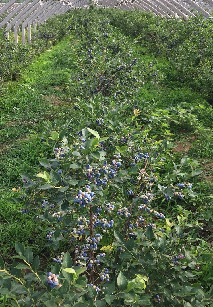 蓝莓苗蓝莓树苗盆栽地栽蓝梅树当年结果奥尼尔蓝莓南方北方果兔眼蓝莓