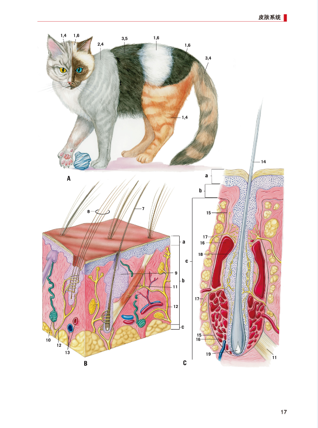 猫解剖彩色图谱猫解剖生理猫解剖学书籍猫的解剖构造无9787565519369