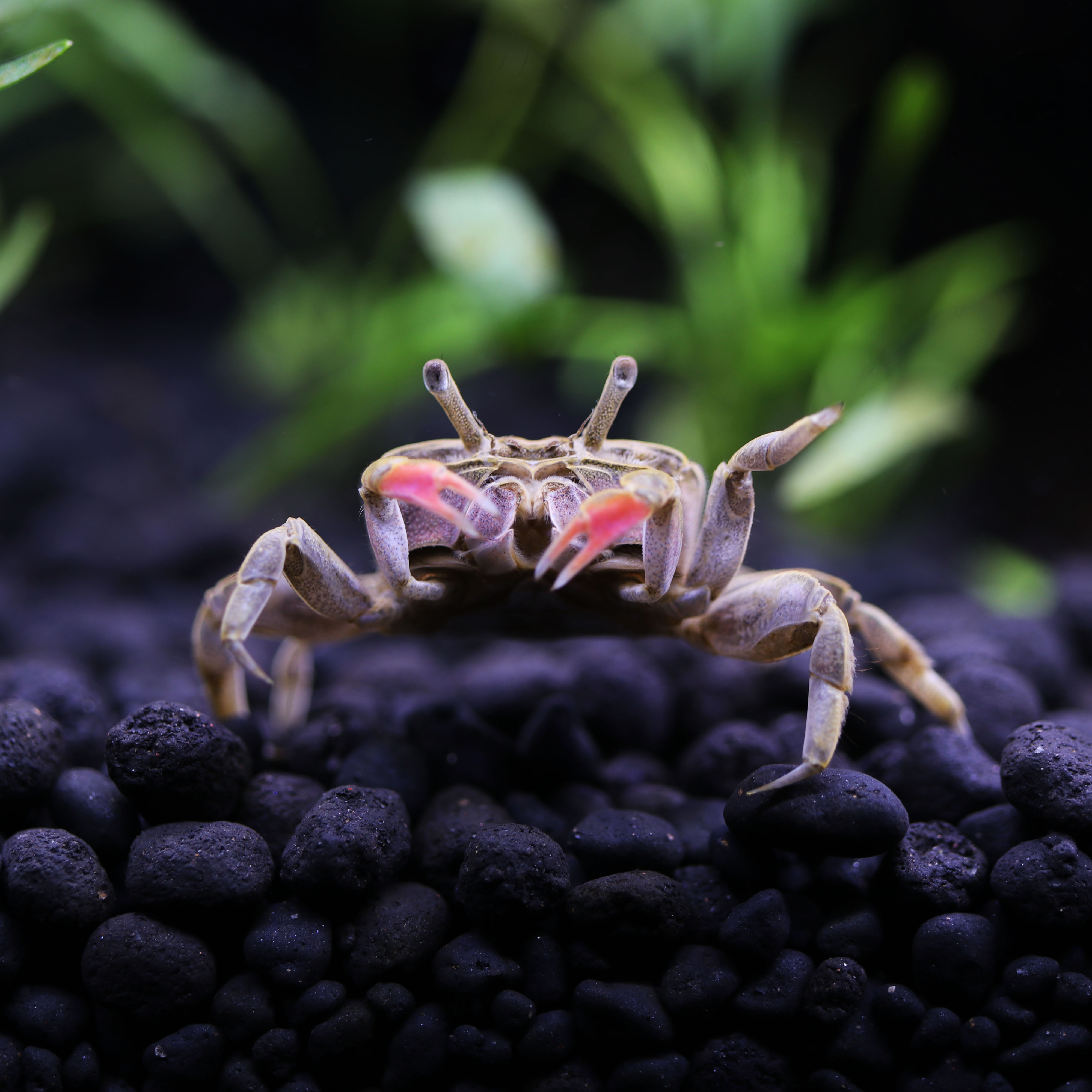 顺丰迷你辣椒蟹小螃蟹观赏蟹活体宠物吃虫除藻水族淡水宠物蟹小号饲养